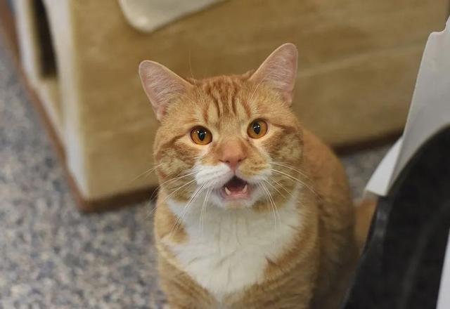 Abandoned orange cat waving to passersby