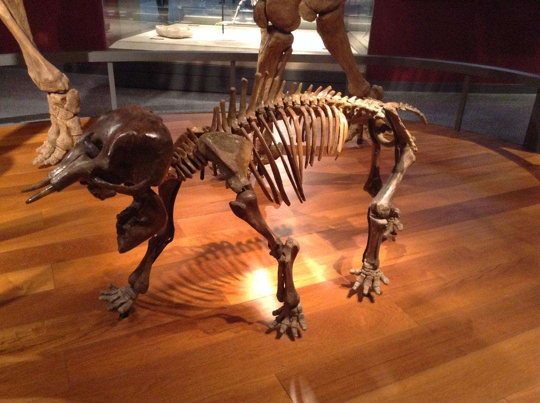 The largest mammoth fossil has been discovered in Mexico
