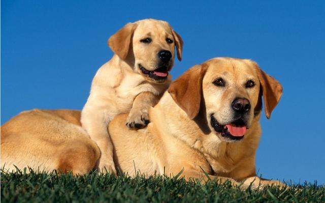 Most Loyal Dog in Bolivia