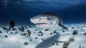 What If There Were No Sharks?