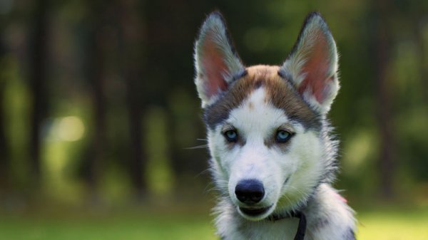 Can Dogs Navigate With the Geomagnetic Field