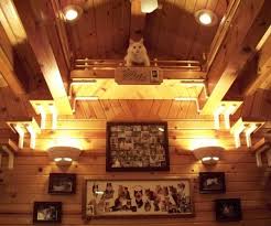 How to Turn Your Home into a Kitty Playland